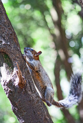 Red and Grey Mexican Squirrel  ( chipmunk ) on a tree in Chapultepec Park Mexico City. Wildlife in the park
