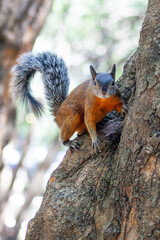 Obraz premium Red and Grey Mexican Squirrel ( chipmunk ) on a tree in Chapultepec Park Mexico City. Wildlife in the park
