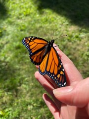 Monarch Butterfly