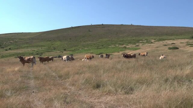 Group of cows in the mountains of northern Spain - 168
