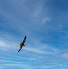 Young adult Western marsh harrier female in flight against the clouds. Hawk, falcons, raptors, birds, Circus aeroginosus