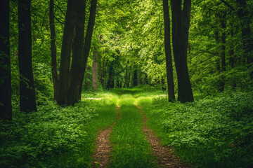 Fototapeta premium A tranquil woodland path leading through a green forest under soft light.