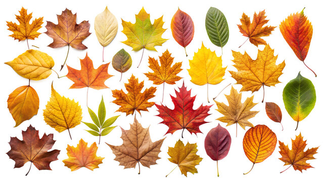 autumn leaves isolated on white