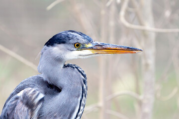 heron