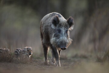 Dzik euroazjatycki, dzik, (Sus scrofa) © Bartosz Rakoczy