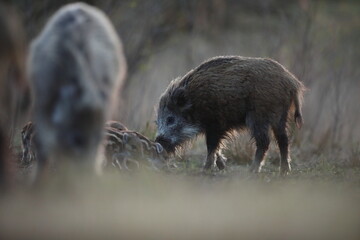 Dzik euroazjatycki, dzik, (Sus scrofa) © Bartosz Rakoczy