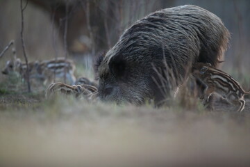 Dzik euroazjatycki, dzik, (Sus scrofa) © Bartosz Rakoczy