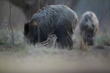 Dzik euroazjatycki, dzik, (Sus scrofa) © Bartosz Rakoczy