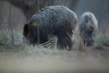 Dzik euroazjatycki, dzik, (Sus scrofa) © Bartosz Rakoczy