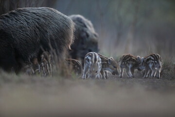 Dzik euroazjatycki, dzik, (Sus scrofa) © Bartosz Rakoczy