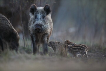 Dzik euroazjatycki, dzik, (Sus scrofa) © Bartosz Rakoczy