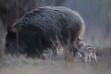 Dzik euroazjatycki, dzik, (Sus scrofa) © Bartosz Rakoczy
