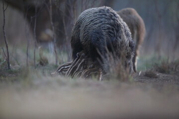 Dzik euroazjatycki, dzik, (Sus scrofa) © Bartosz Rakoczy