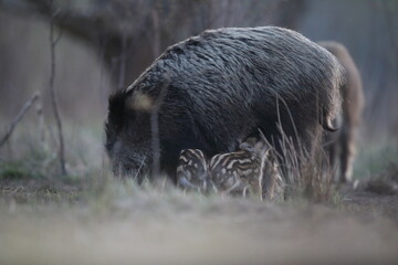 Dzik euroazjatycki, dzik, (Sus scrofa) © Bartosz Rakoczy