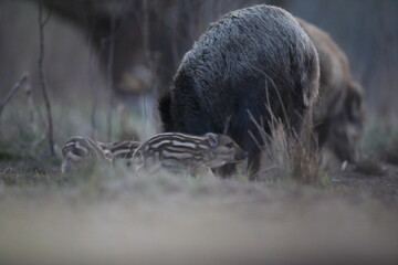 Dzik euroazjatycki, dzik, (Sus scrofa) © Bartosz Rakoczy
