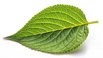 Fototapeta premium Vibrant Green Leaf Detailed Texture & Organic Symmetry V6
