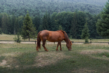 Obraz premium Brown horse grazing in a serene Carpathian forest clearing with pine trees on the background