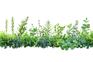 Obraz premium Green plant border with various types of plants, isolated on a transparent background