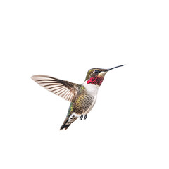 Fototapeta premium Hummingbird in flight isolated on transparent background