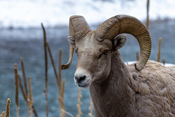 Bighorn Sheep in Salmon Idaho