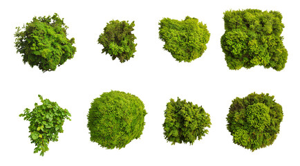 set of foliage and moss on transparent background
