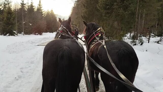 Two priests of horses walking forward pulling a cart against the background of a snow-covered forest in winter sunset
