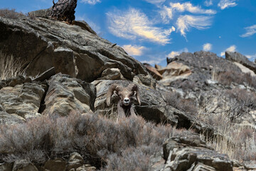 Bighorn Sheep in Salmon Idaho