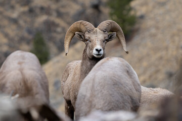 Bighorn Sheep in Salmon Idaho