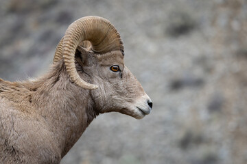Bighorn Sheep in Salmon Idaho