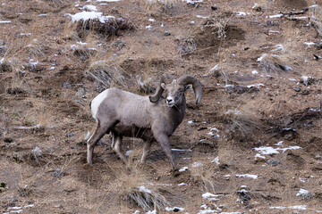 Bighorn Sheep in Salmon Idaho