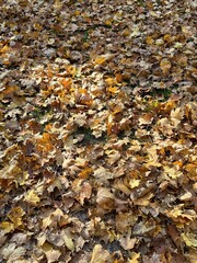 Autumn leaves covering ground: a carpet of brown and yellow foliage in natural light