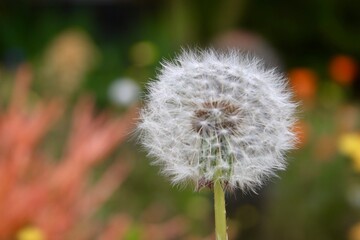 Fluffy dandelion in the grass