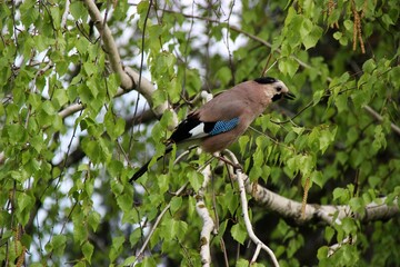 jay bird
