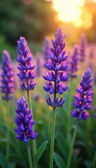 Naklejka premium Flores de lavanda roxas estendidas no solo de um dia, aberto, luz, natureza