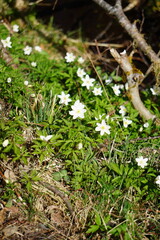 Heggem 4th may, flowers