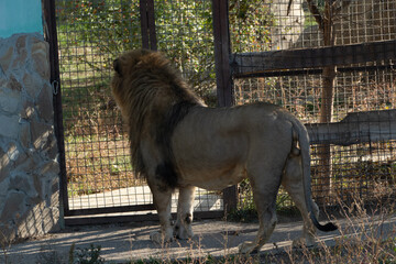 Lion Zoo Enclosure Animal - A large male lion stands in its enclosure at a zoo.