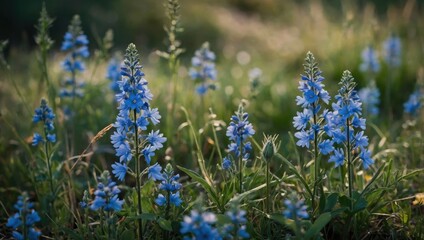 Obraz premium Blue flowers in the meadow