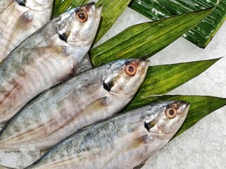 Fresh fish on the market