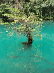 A small tree in the lake