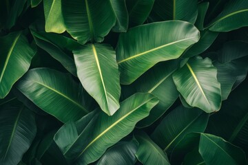 Close-up of lush, vibrant banana plant leaves