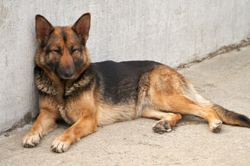 A German Shepherd lies and rests on the concrete floor against a gray wall.