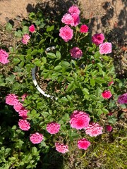 butterfly on a flower
