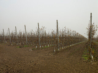 Obraz premium young tree saplings planted in a field; foggy day