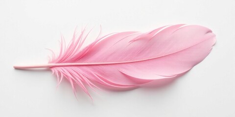 A Delicate Pink Feather on a Smooth White Background, a Symbol of Lightness and Airiness, Perfect for Elegant Designs and Gentle Textures