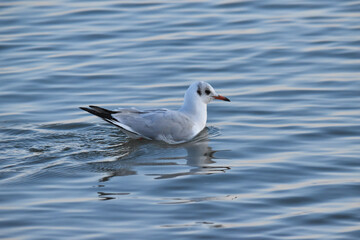 Black-headed gull in the Baltic Sea