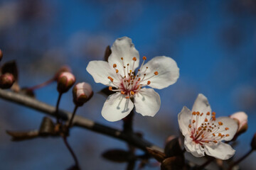 Primavera