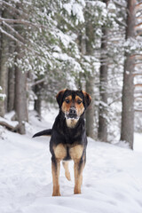 A black and tan dog confidently stands in a snowy clearing within a forest. The quiet setting emphasizes the natural beauty of the dog and the wintry surroundings.