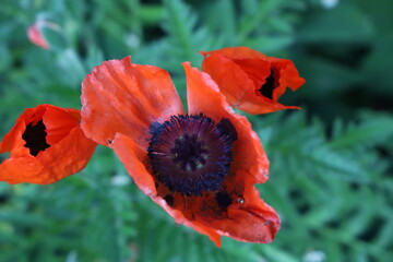 Red Poppy Flower
