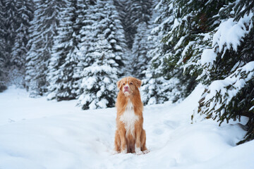 A Nova Scotia Duck Tolling Retriever explores a snow-filled outdoor space, surrounded by nature....