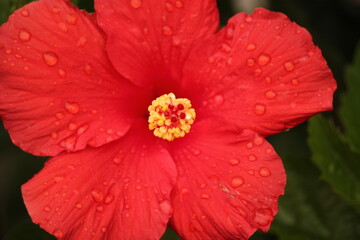 Red Flower